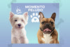 Arequipe Pet Friendly: vive tu Momento Peludo con tu mascota